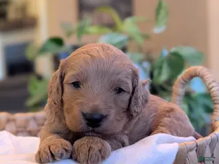 Mini Goldendoodle dogs for sale: Captain - Ad 4