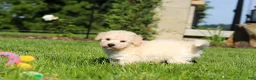 Bichpoo dogs for sale: Ollie - Ad 7