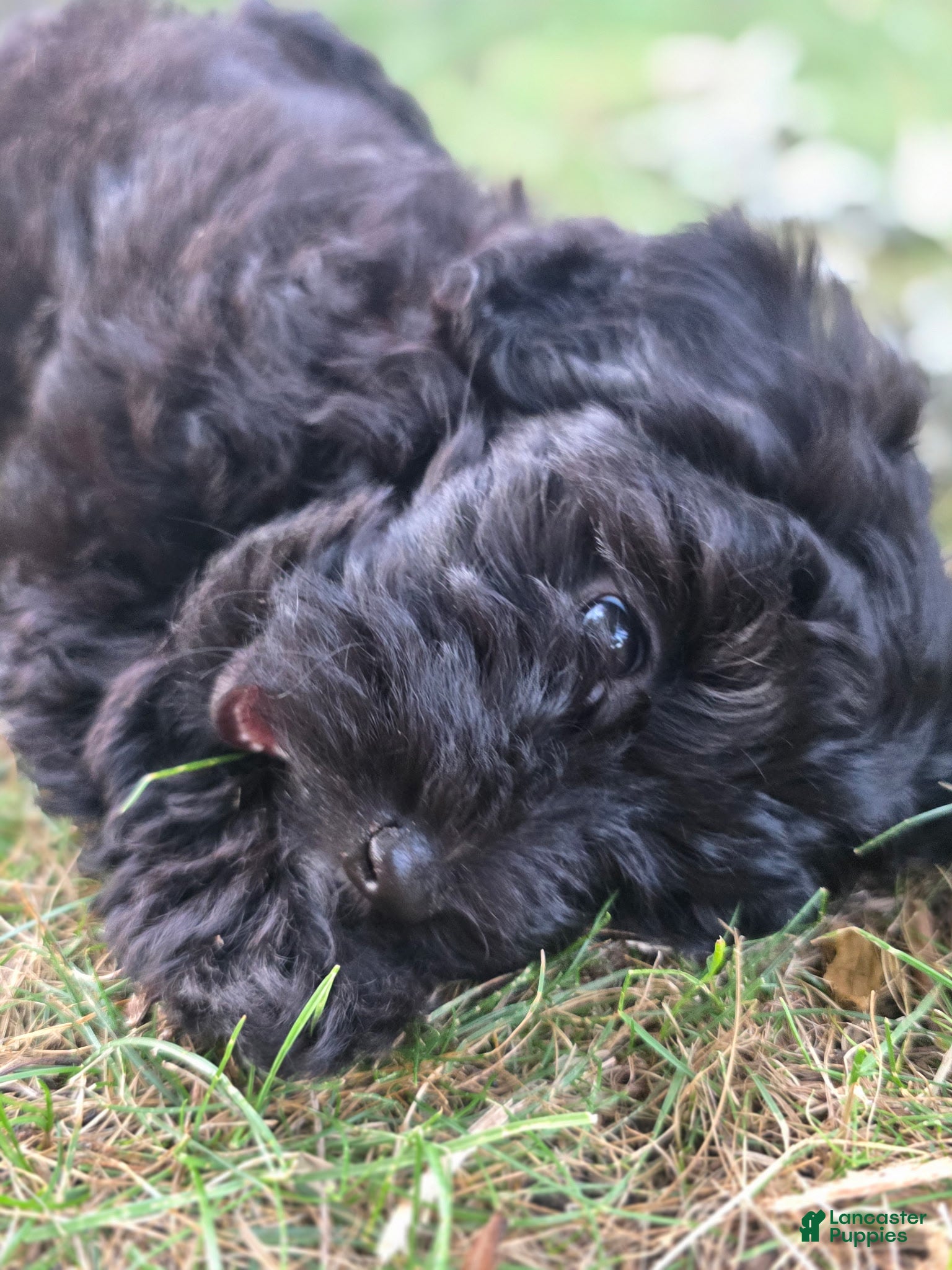 Yorkiepoo dogs Russell - Ad 2