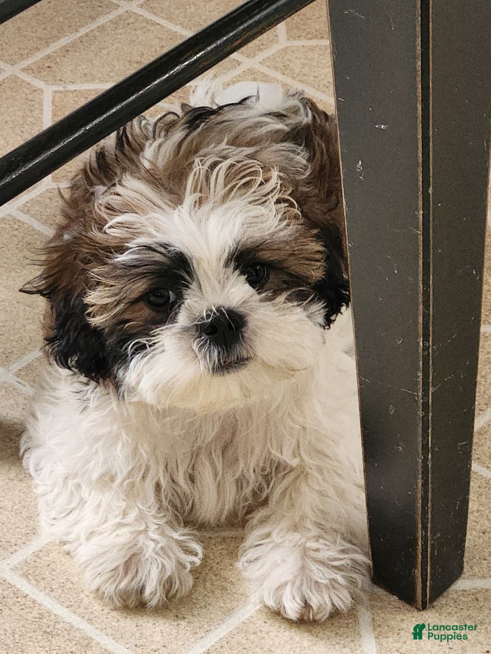 Teddy Bear dogs Milo - Ad 1