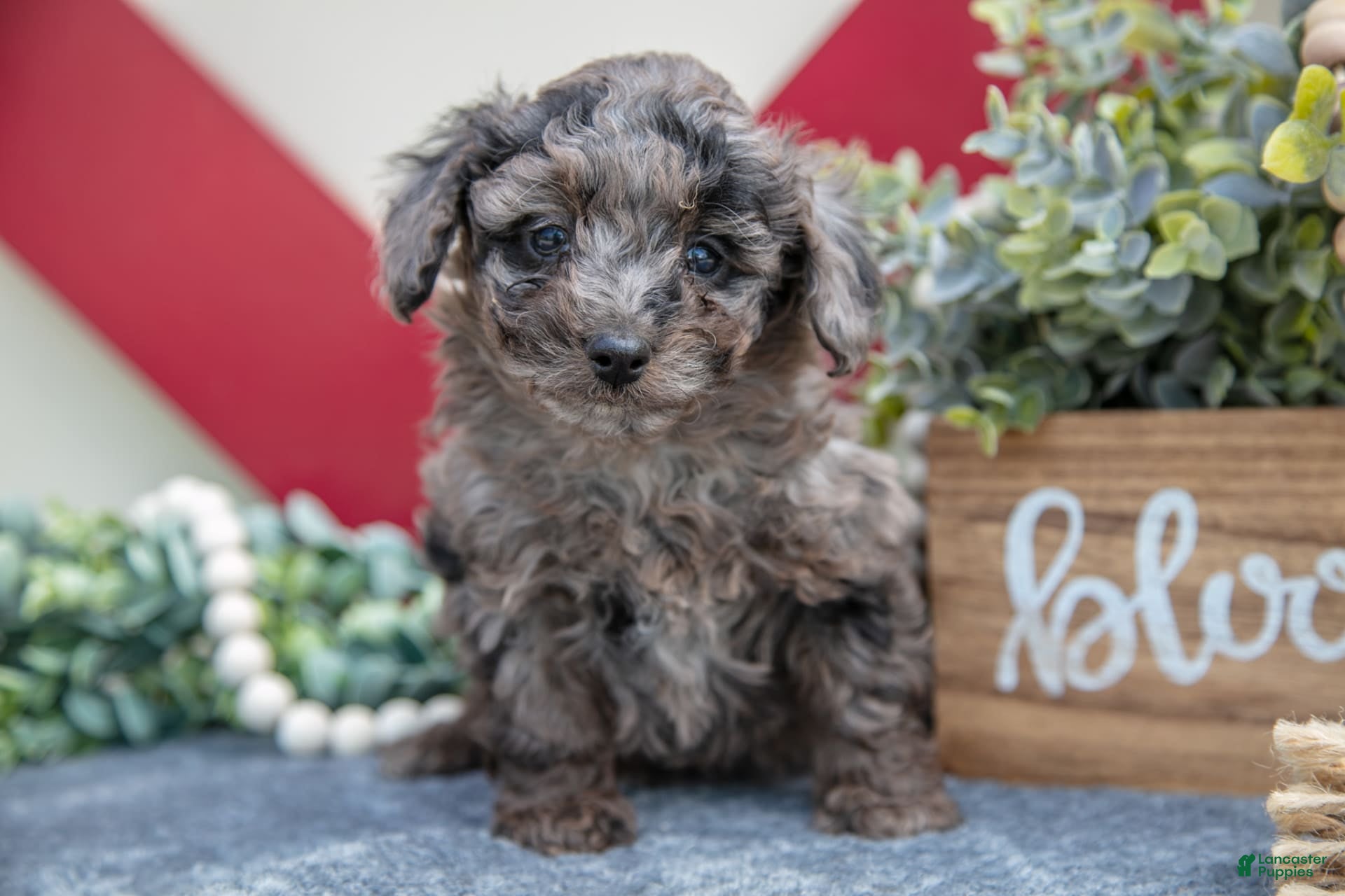 Miniature Labradoodle dogs Brielle - Ad 2