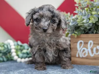 Miniature Labradoodle dogs Brielle - Ad 4