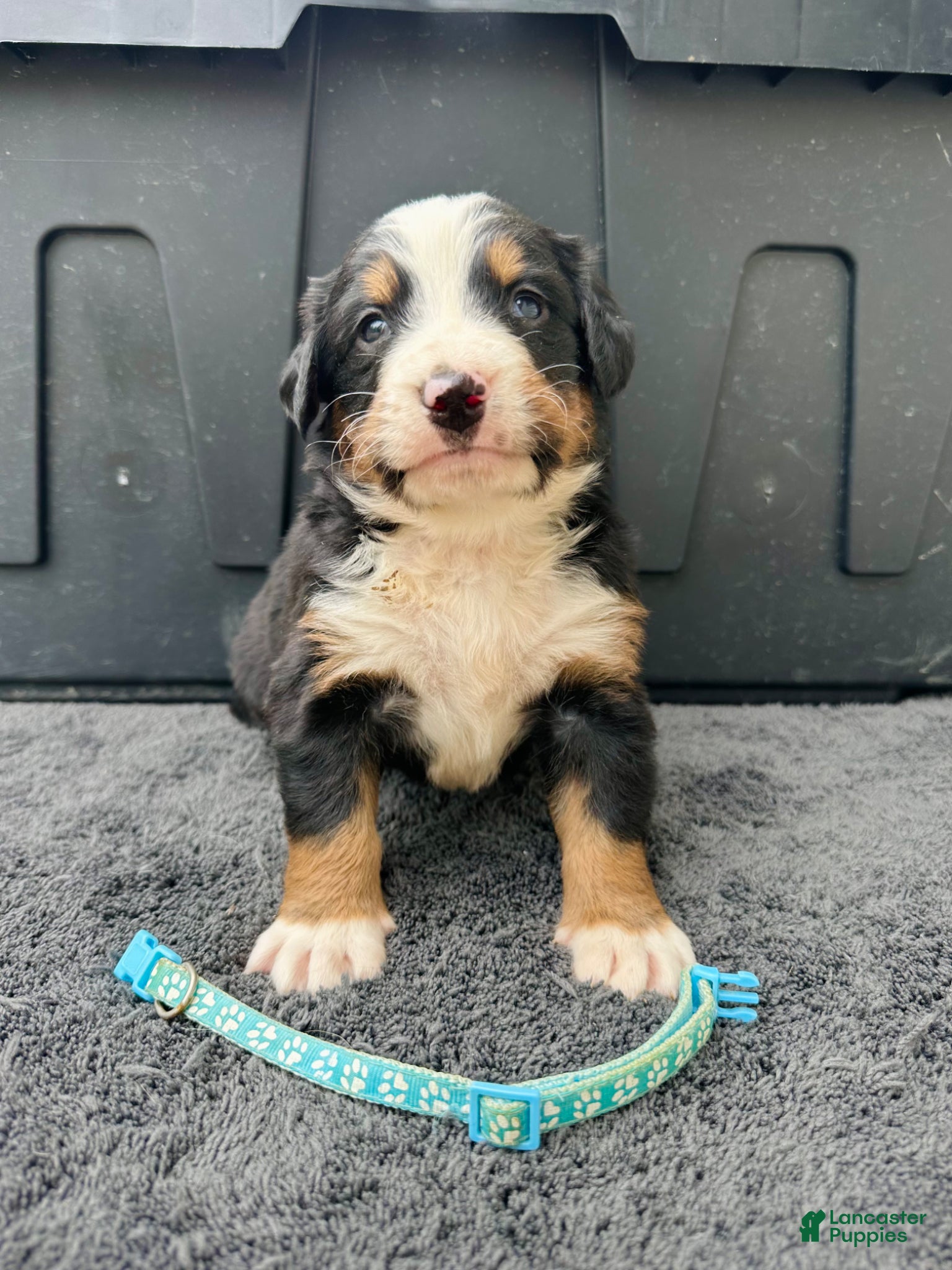 Bernese Mountain Dog dogs Berner bunch - Ad 2