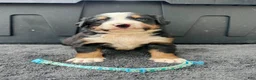 Bernese Mountain Dog dogs for sale: Berner bunch - Ad 11