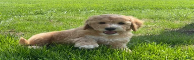 Sparky Mini Goldendoodle Puppy 