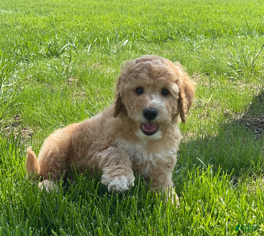 Mini Goldendoodle dogs for sale: Sparky Mini Goldendoodle Puppy  - Ad 1