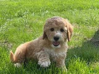 Mini Goldendoodle dogs for sale: Sparky Mini Goldendoodle Puppy - Ad 4