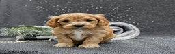 Cavapoo dogs for sale: Pepper - Ad 1