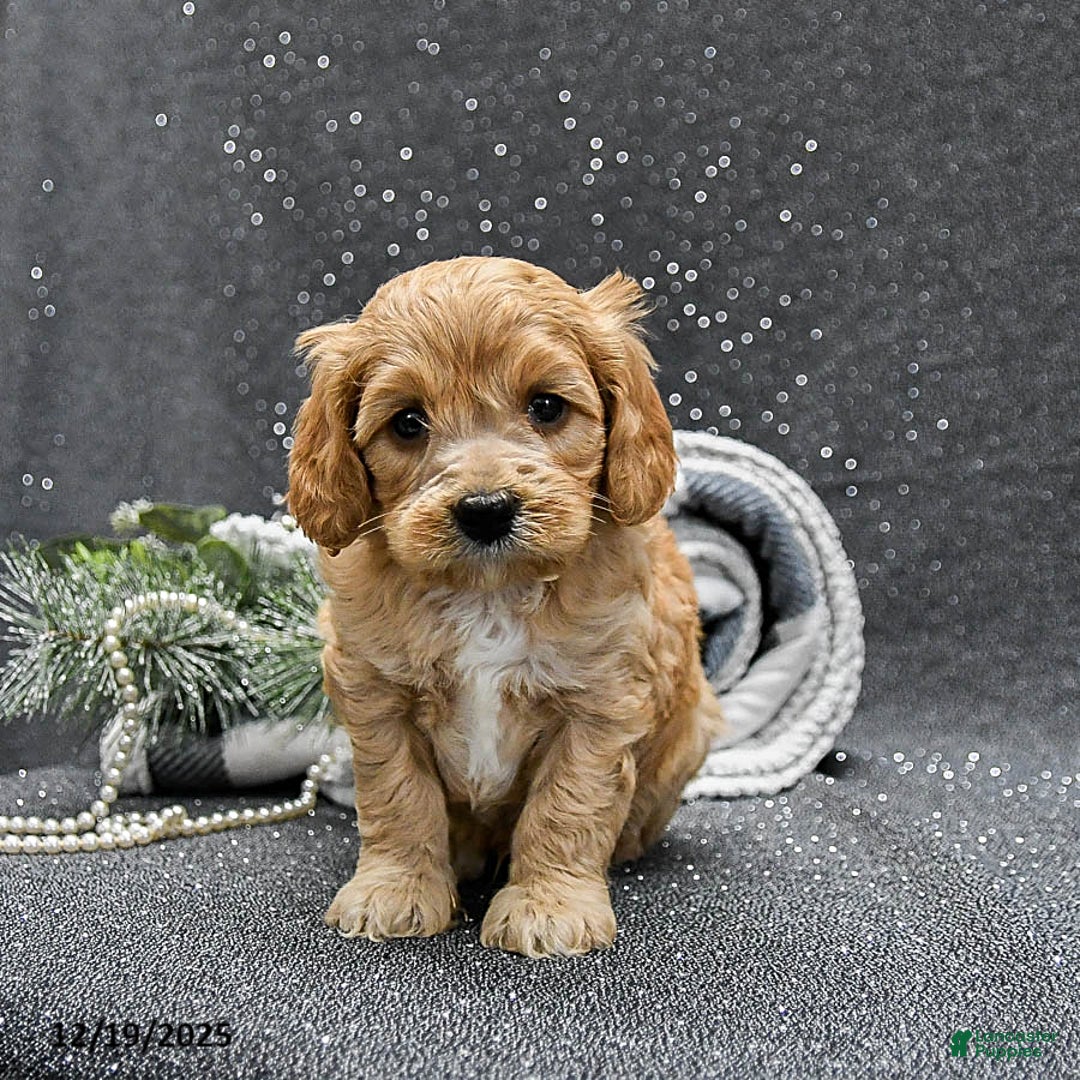 Cavapoo dogs for sale: Pepper - Ad 1