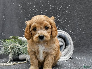 Cavapoo dogs Pepper - Ad 6