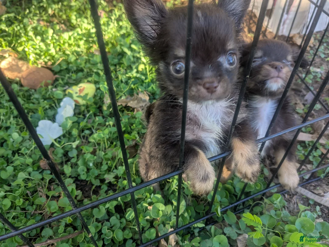 Chihuahua dogs for sale: Tcup Twix LC Chihuahua Male  - Ad 2