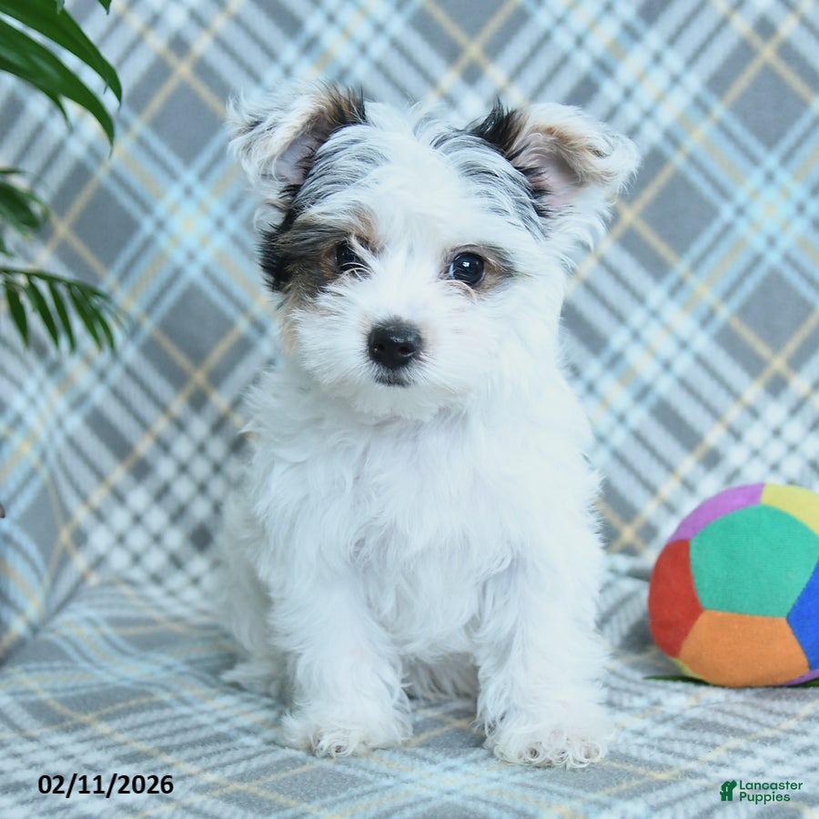 Yorkshire Terrier dogs Snuggles   - Ad 2