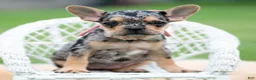 French Bulldog dogs for sale: Cookie - Ad 3