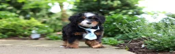 Mini Bernedoodle dogs for sale: Sawyer - Ad 6