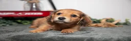 Miniature Dachshund dogs for sale: Dash - Ad 3
