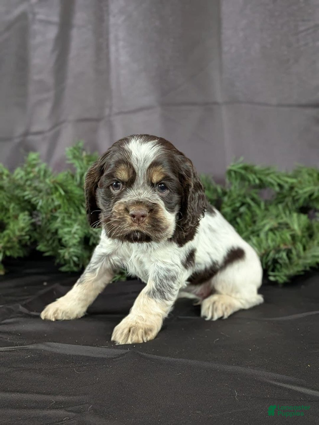Cocker Spaniel dogs for sale: Valentina - Ad 2