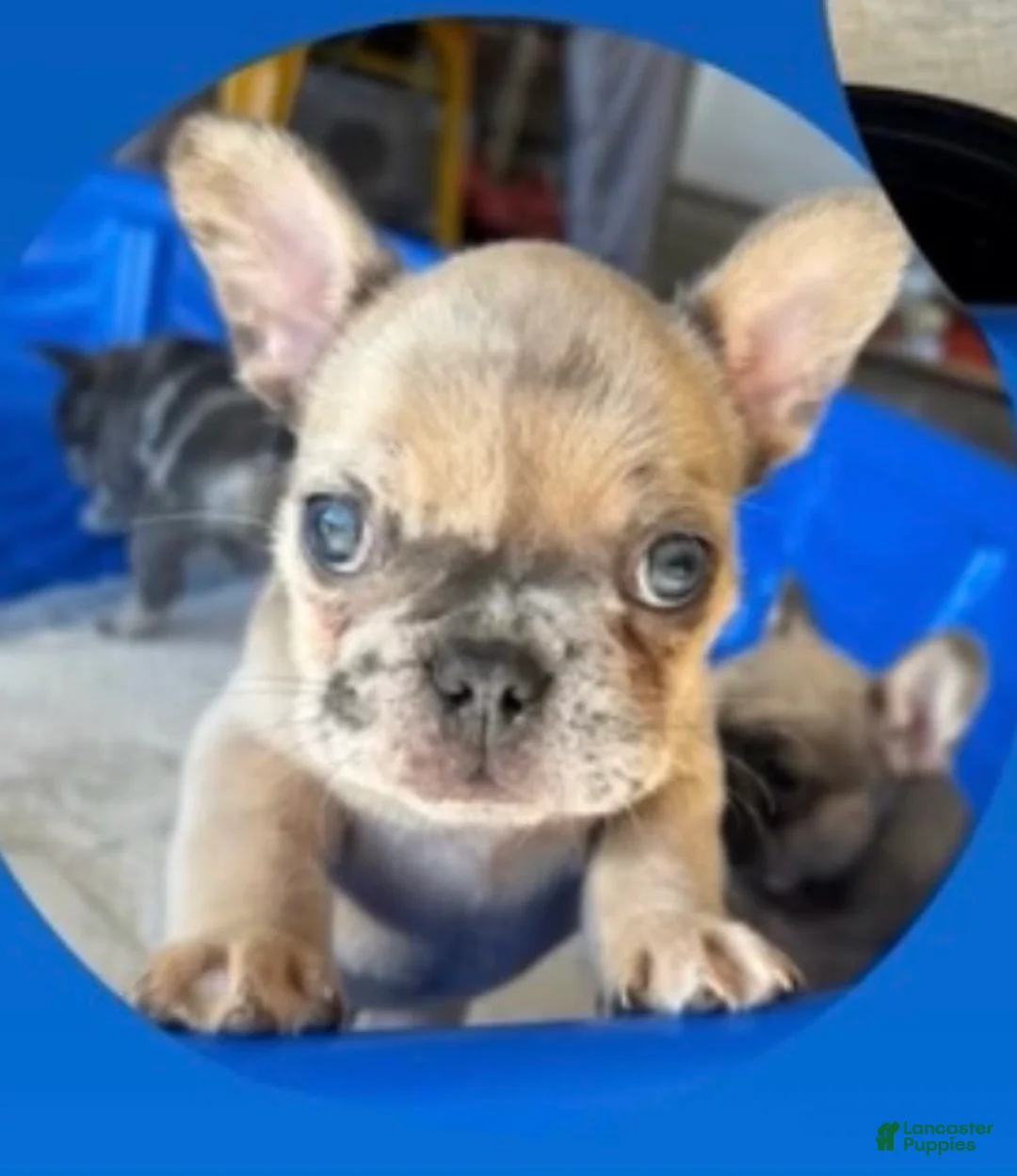 French Bulldog dogs for sale: Taco - Ad 1