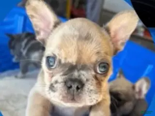 French Bulldog dogs for sale: Taco - Ad 1