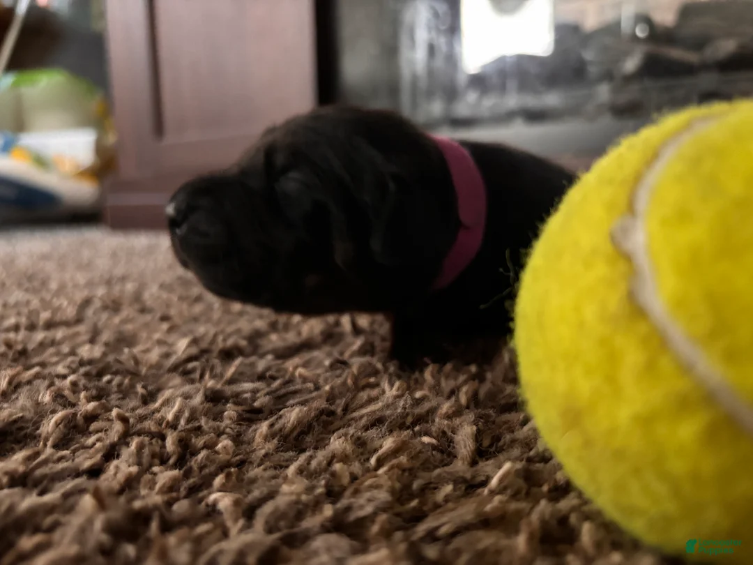 Mixed Breed dogs for sale: Mars - Ad 2