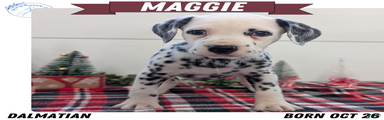 Maggie