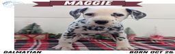 Dalmatian dogs for sale: Maggie - Ad 1