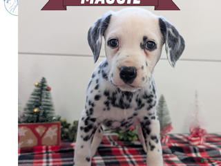 Dalmatian dogs Maggie - Ad 20