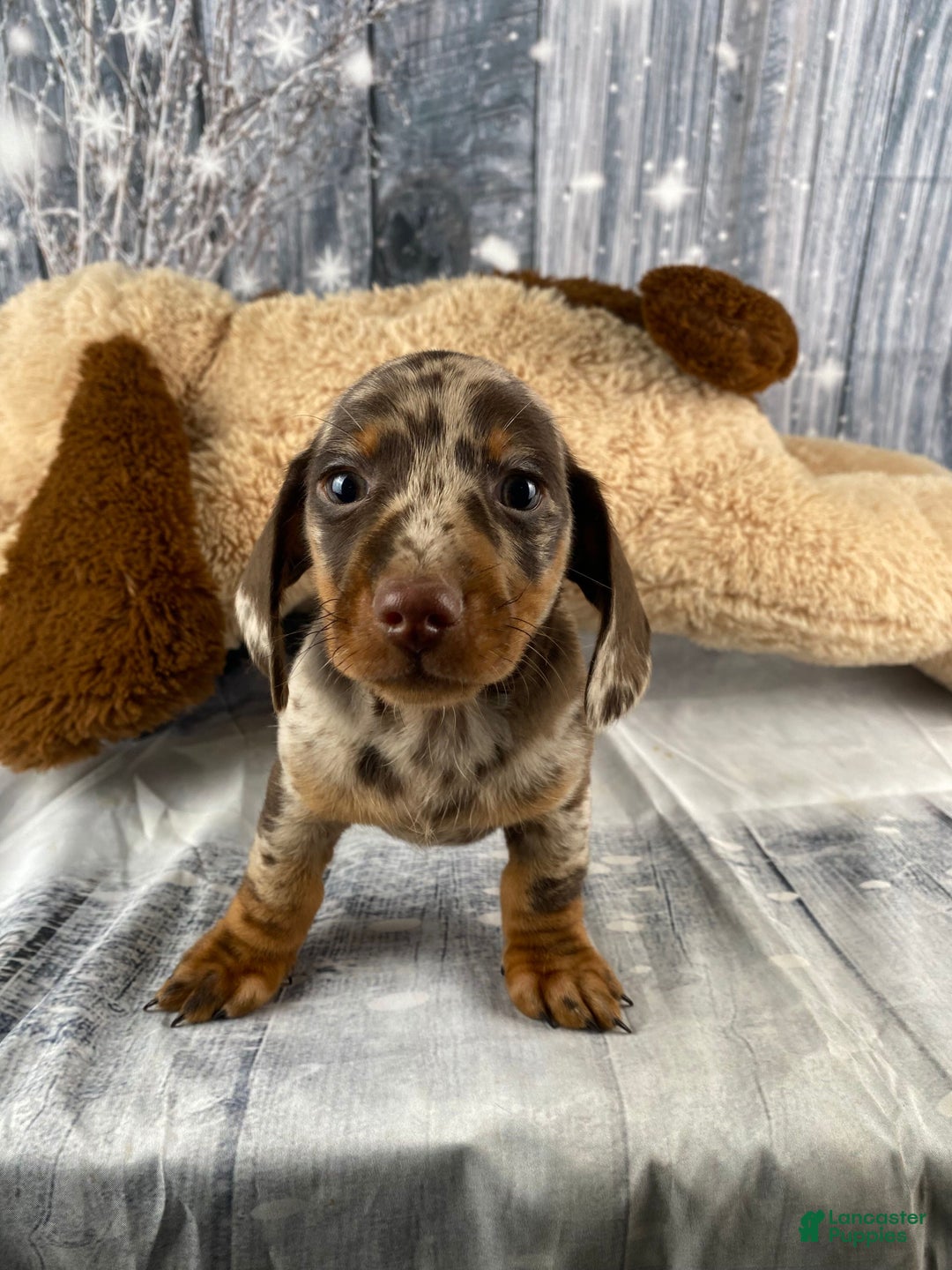 Miniature Dachshund dogs for sale: Max - Ad 2