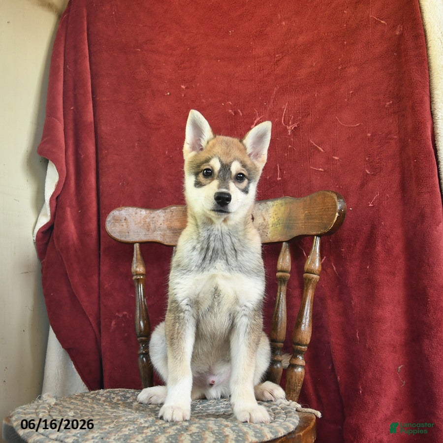 Alaskan Klee Kai dogs Danny - Ad 2