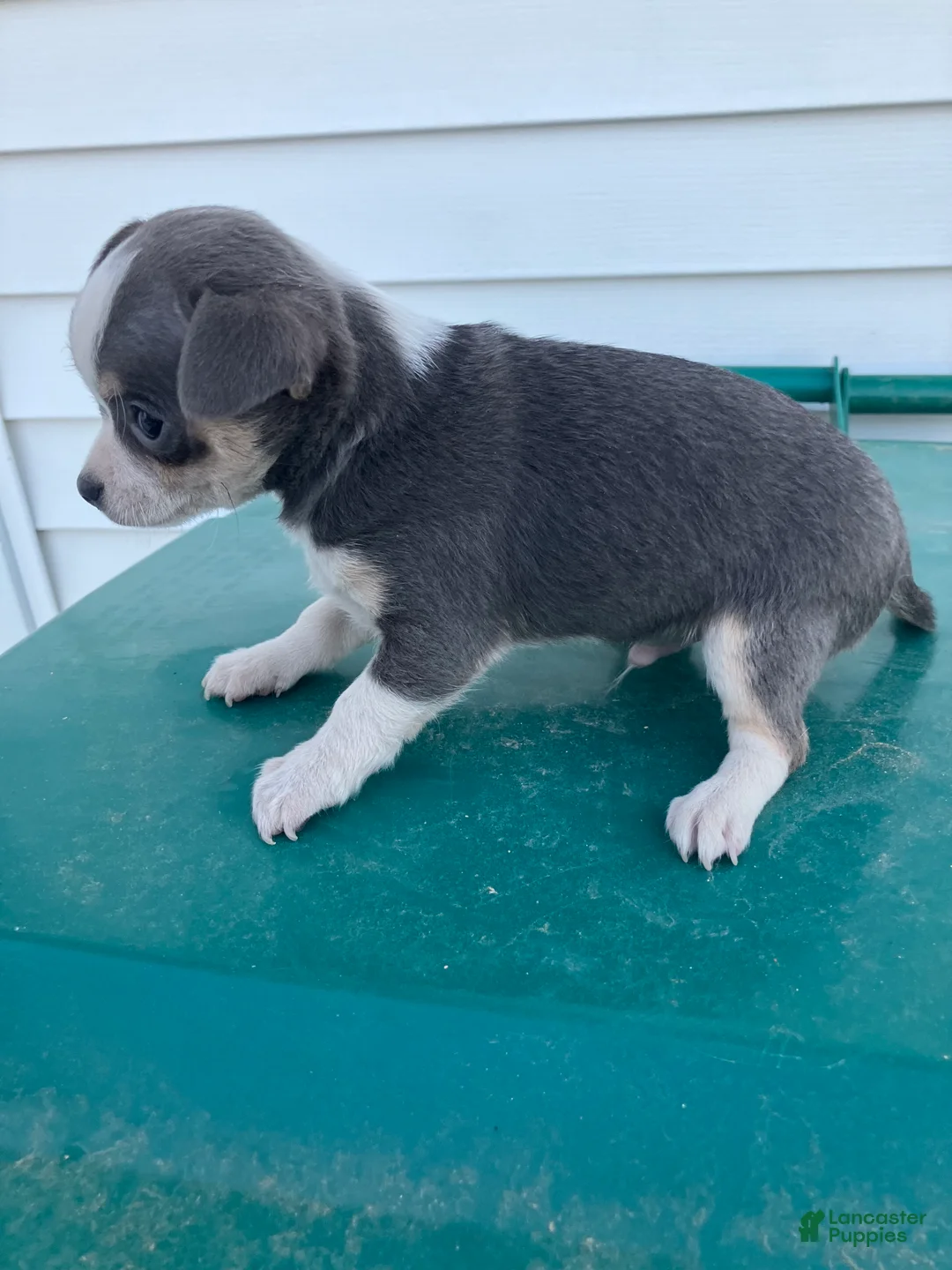 Chihuahua dogs for sale: Akc Tonner - Ad 2