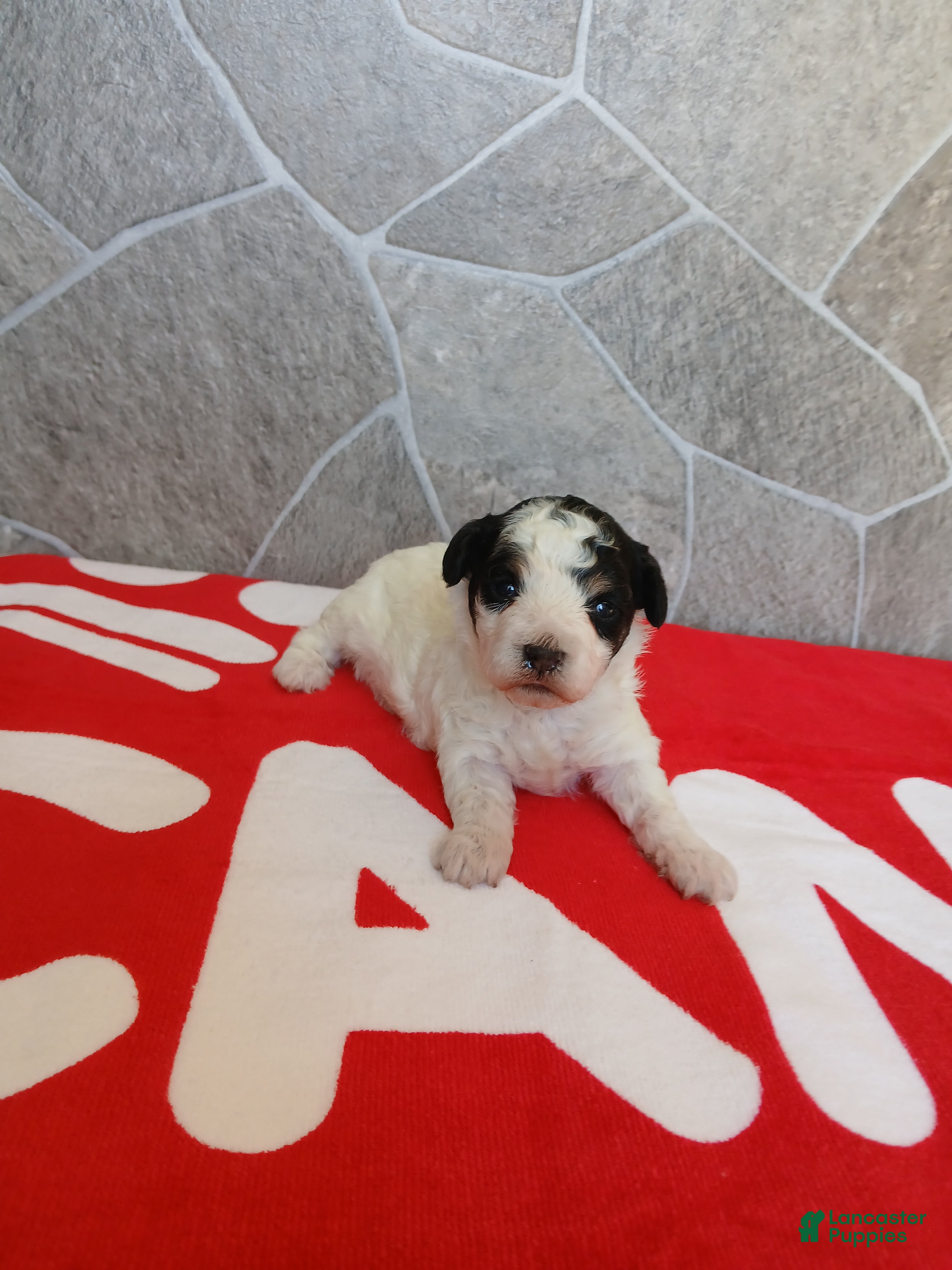 Toy Poodle dogs for sale: Mocha - Ad 1