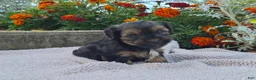 Yorkshire Terrier dogs for sale: Marley  - Ad 7