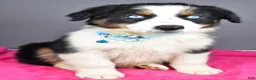 Australian Shepherd dogs for sale: Espresso - Ad 3