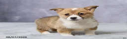 Welsh Corgi Pembroke dogs for sale: Axel - Ad 4