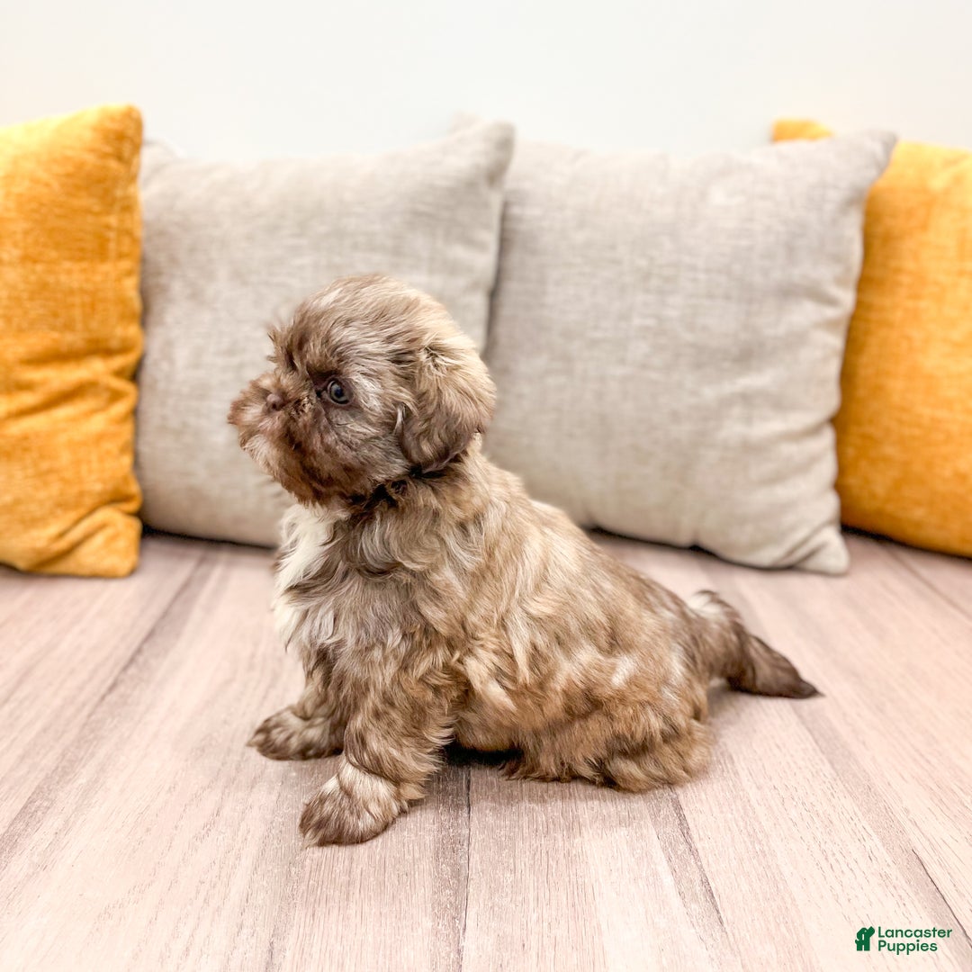 Shih Tzu dogs for sale: Chip - Ad 4