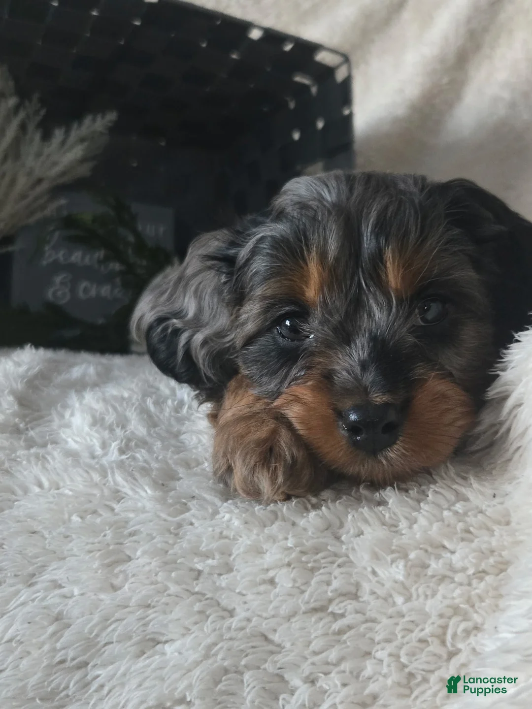 Cavapoo dogs for sale: Sugar - Ad 10