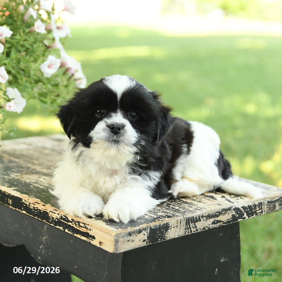 Shih Tzu dogs Skippy - Ad 2