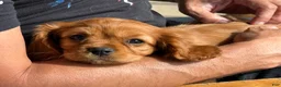 Cavalier King Charles Spaniel dogs for sale: Cavalier King Charles Spaniel 1 - Ad 3