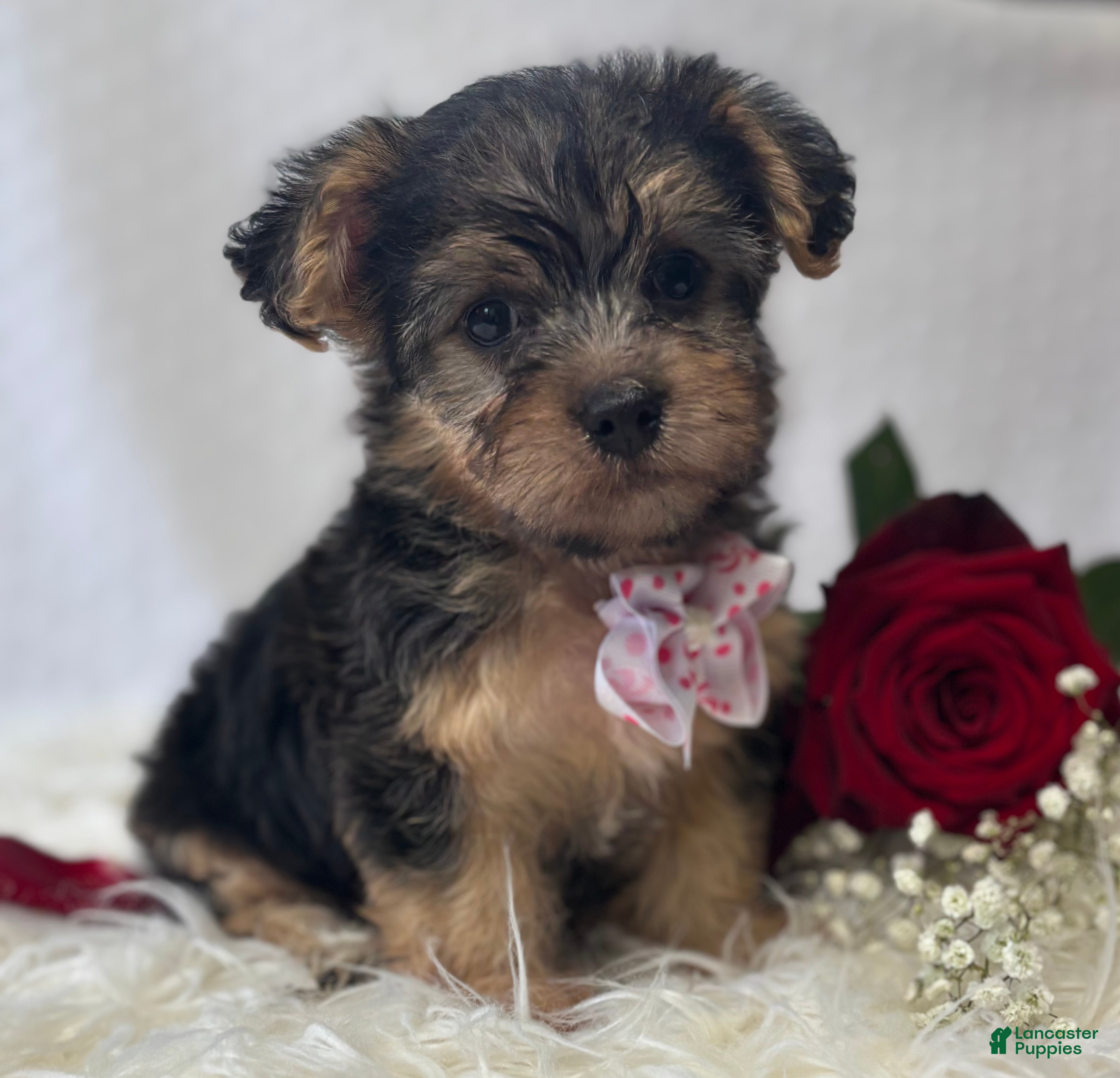 Morkie dogs Alexis - Ad 19