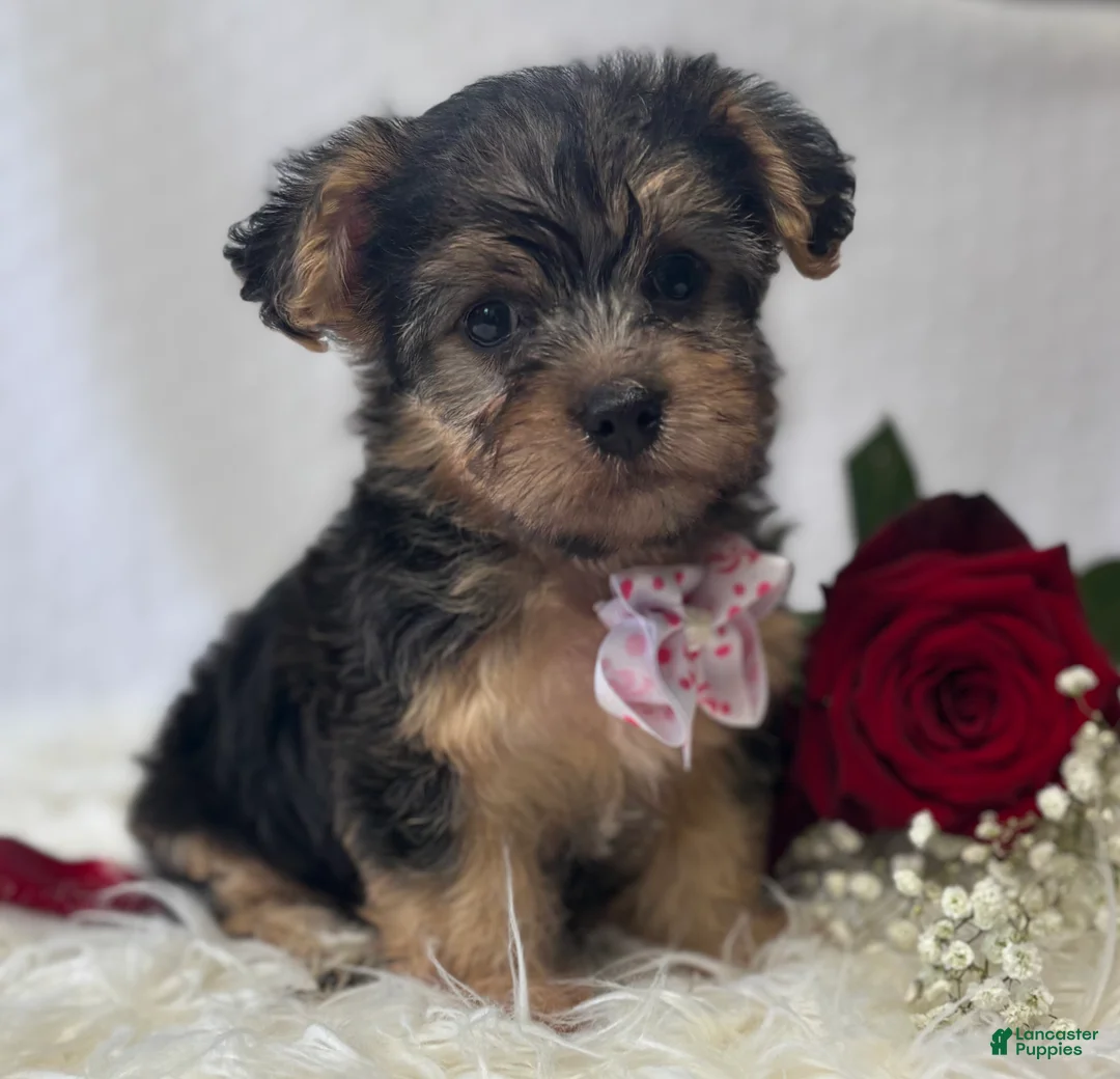 Morkie dogs for sale: Alexis - Ad 1