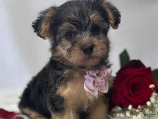 Morkie dogs Alexis - Ad 11