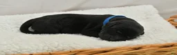 Labrador Retriever dogs for sale: White English Labs - Ad 4