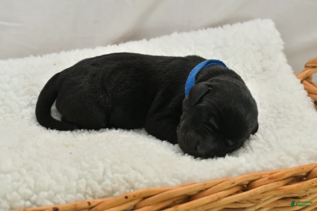 Labrador Retriever dogs for sale: White English Labs - Ad 4