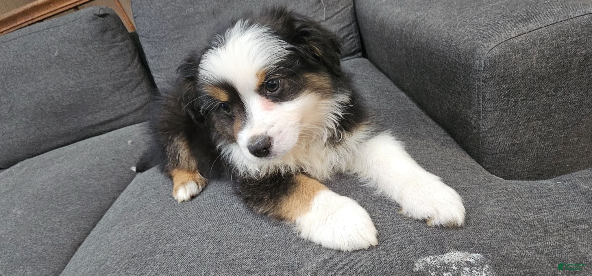 Miniature Australian Shepherd dogs Oreo - Ad 2