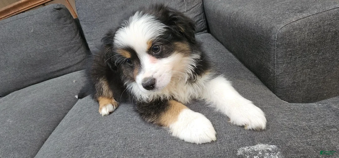 Miniature Australian Shepherd dogs for sale: Oreo - Ad 2