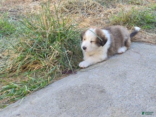 Mixed Breed dogs Merle - Ad 42