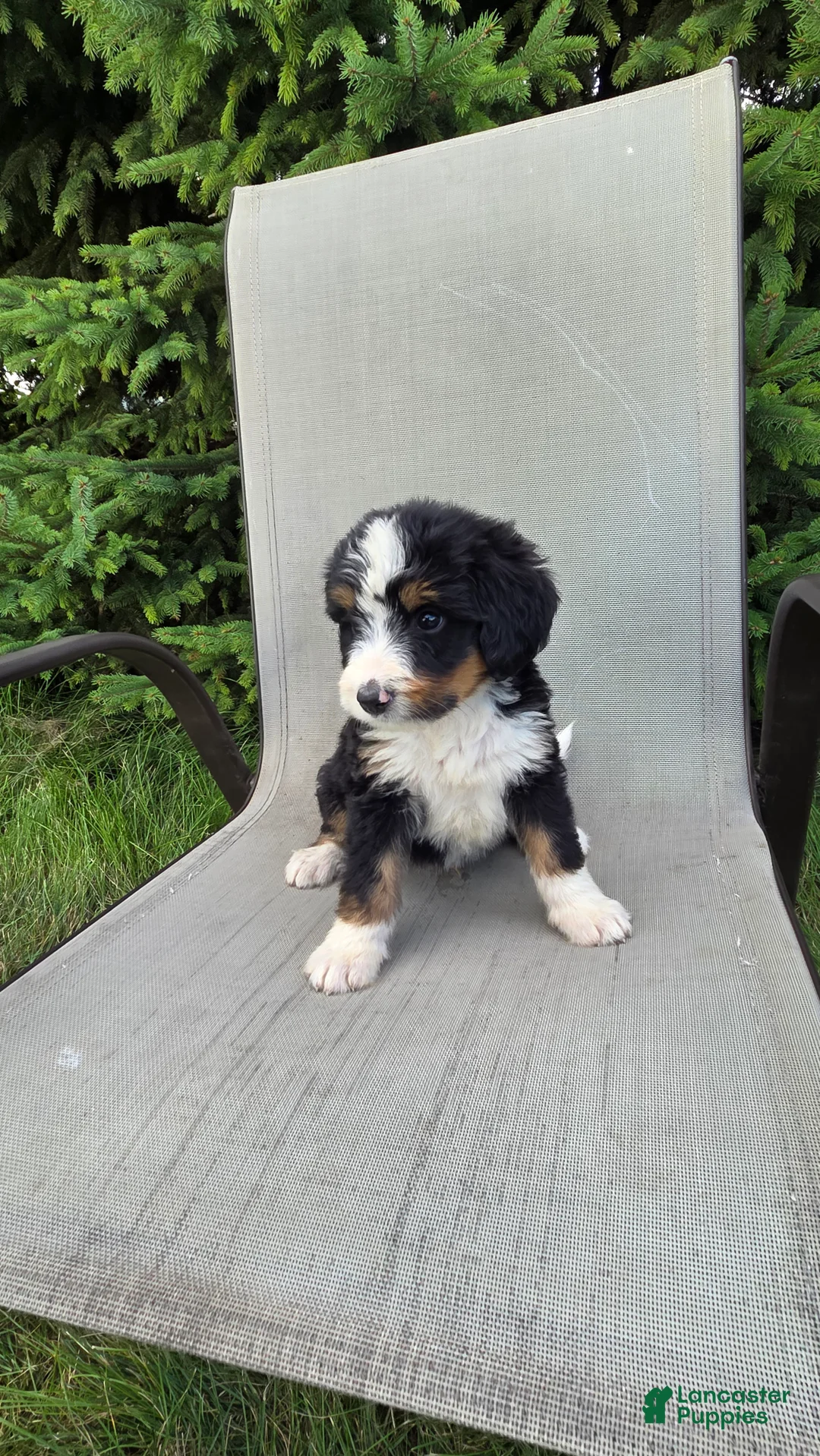 Bernedoodle dogs for sale: Bernedoodle Red - Ad 2