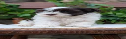 Havanese dogs for sale: Nala - Ad 8
