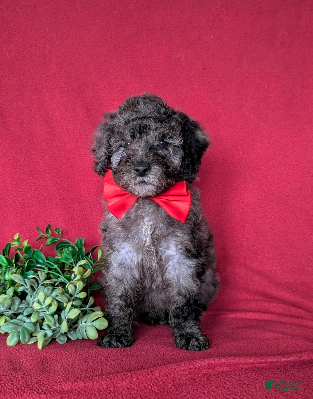 Miniature Poodle dogs for sale: Wesley - Ad 2