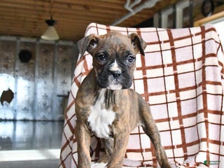Boxer dogs Lolli - Ad 11
