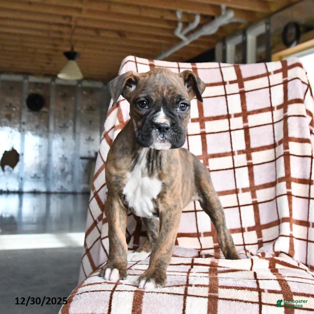 Boxer dogs for sale: Lolli - Ad 1